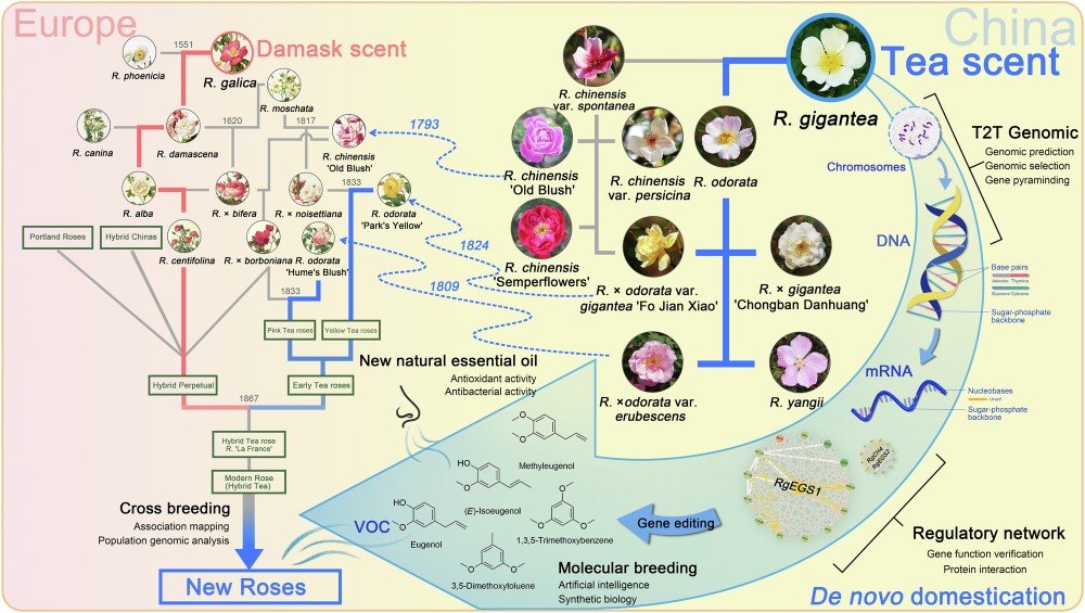 History and prospect of rose fragrance domestication.